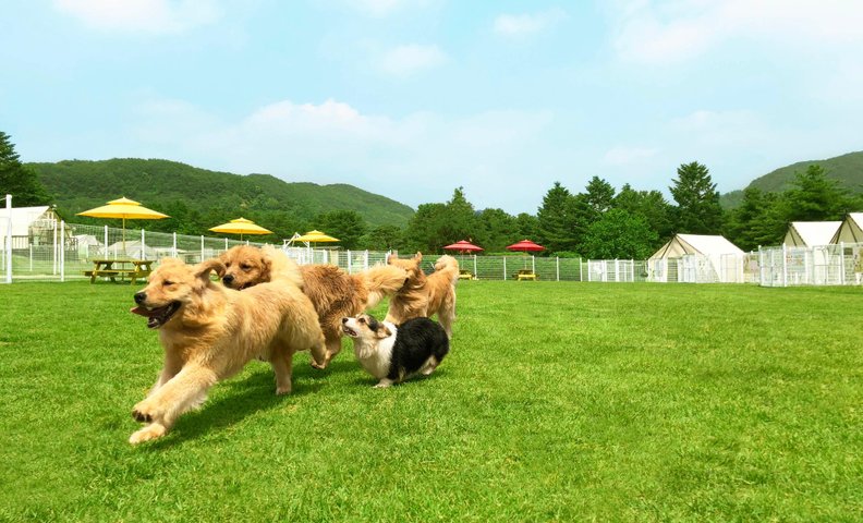 용인 골드펫리조트
