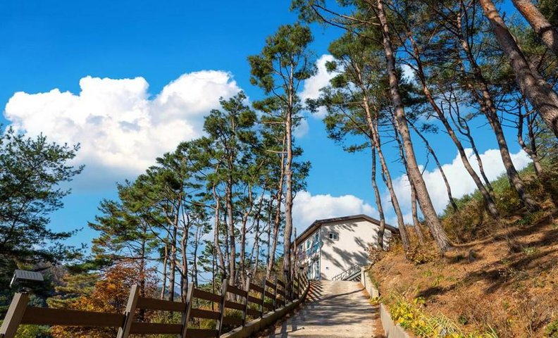 화천 소나무숲 방주산장