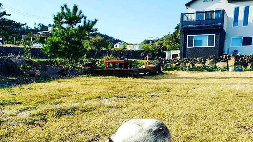 서귀포 소기왓민박 / 
