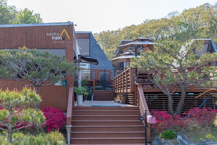 용인 세모난나무 / 