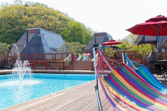 용인 세모난나무 / 