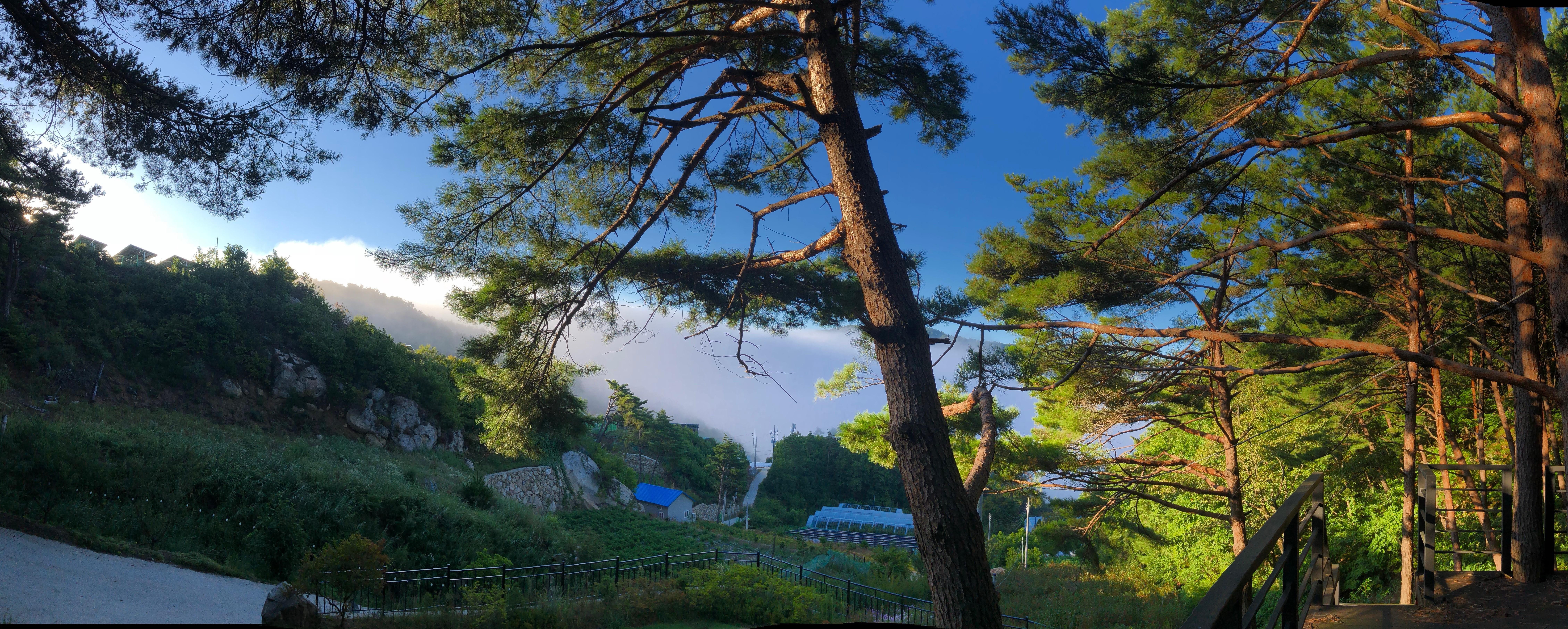 인제 별들의 기침 / 