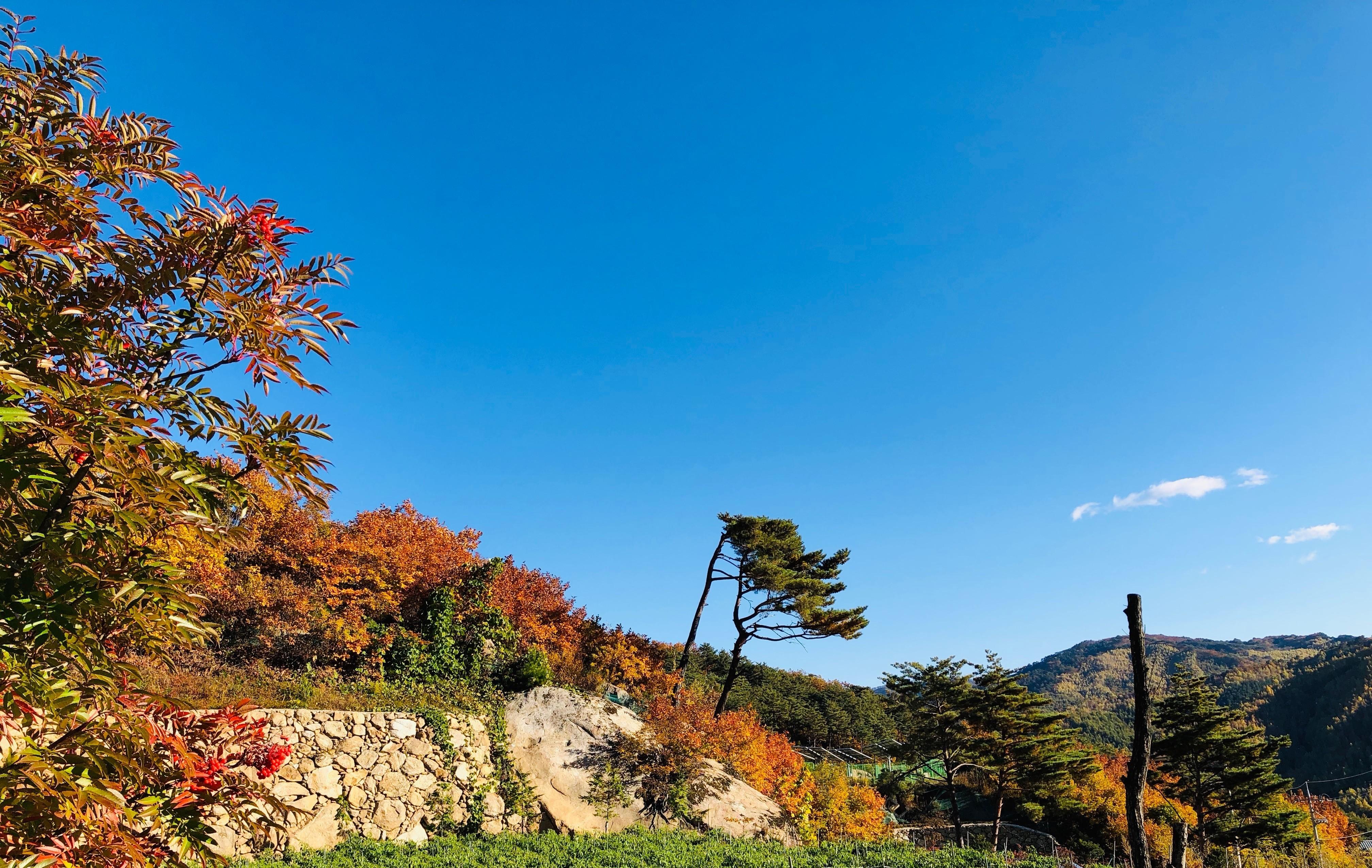 인제 별들의 기침 / 
