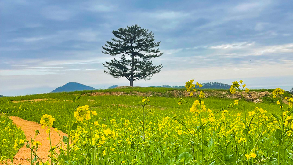 설리와카라반 / 