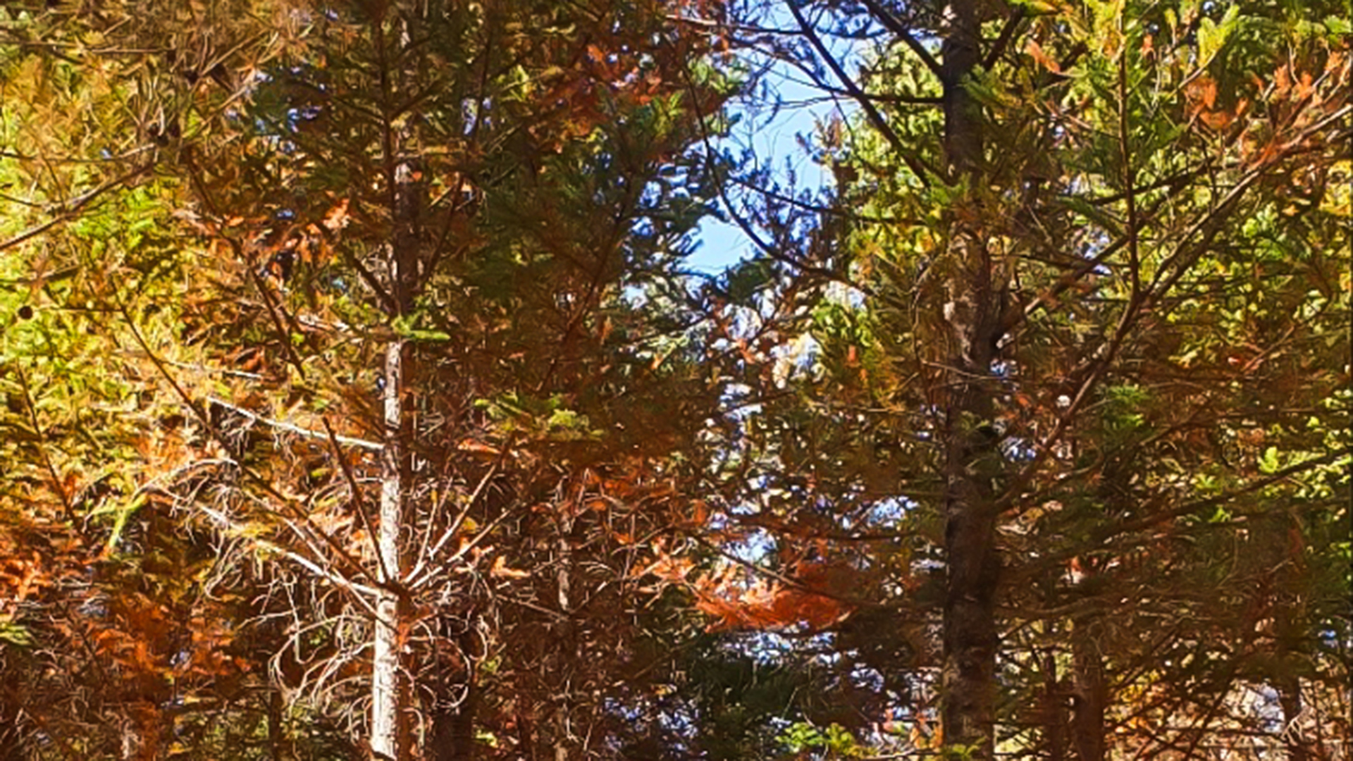 봉화 숲속 펜션 /