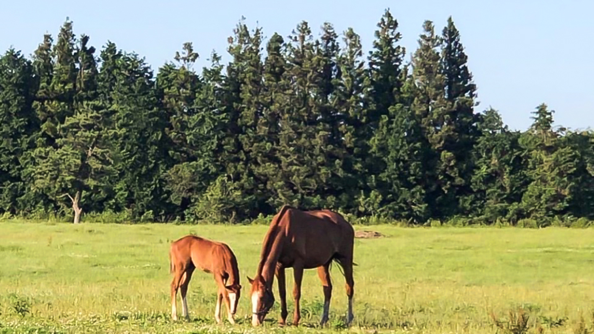 제주스럼 펜션 /