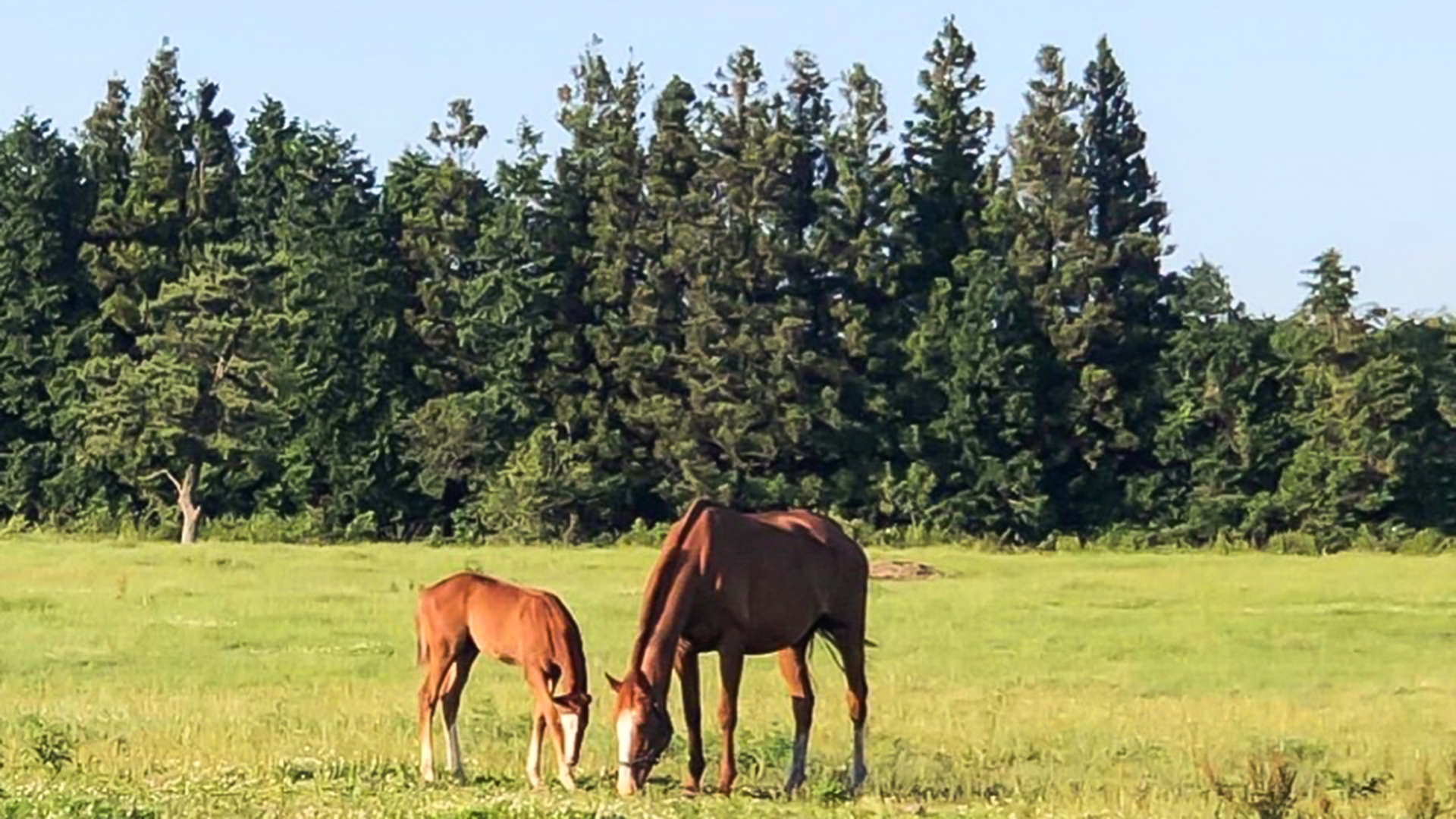 제주스럼 펜션 /