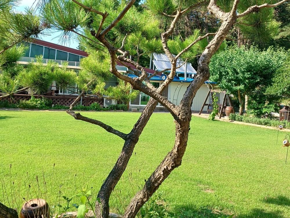 완주 독채펜션 정원채 /