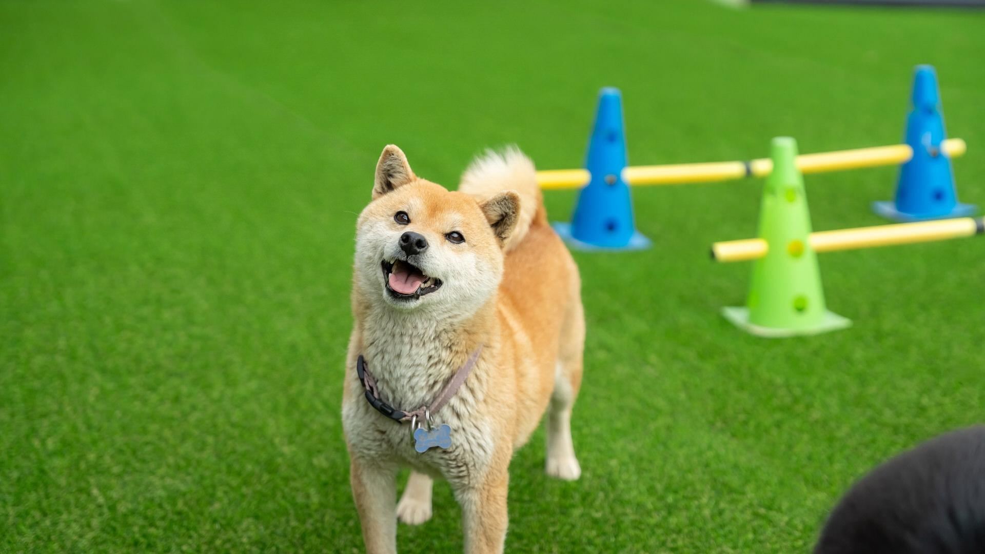 가평 또바기 애견 동반 스파 글램핑 카라반 펜션 / 